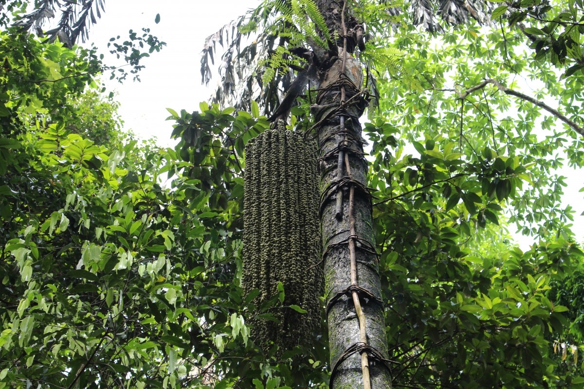 Caryota urens L.